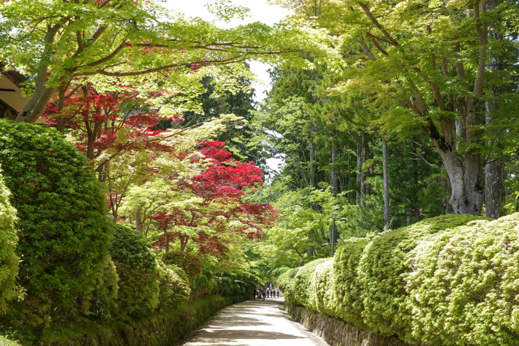 高野山　蛇腹路