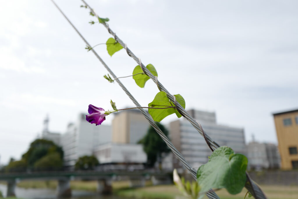 岩手　盛岡市内散策　中津川河畔散策