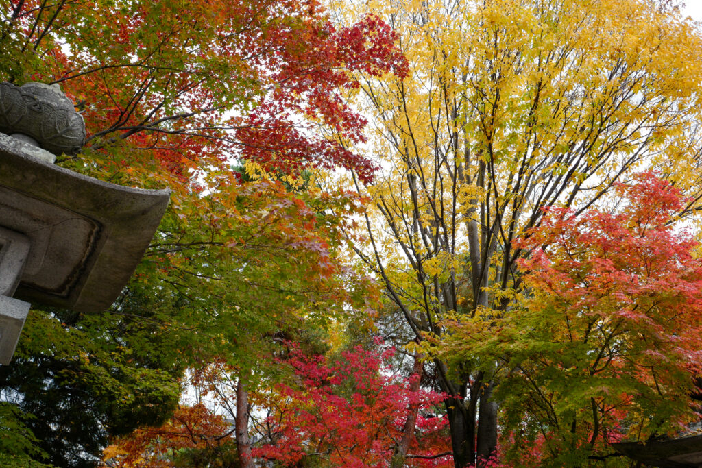 松本散策　四柱神社　　紅葉